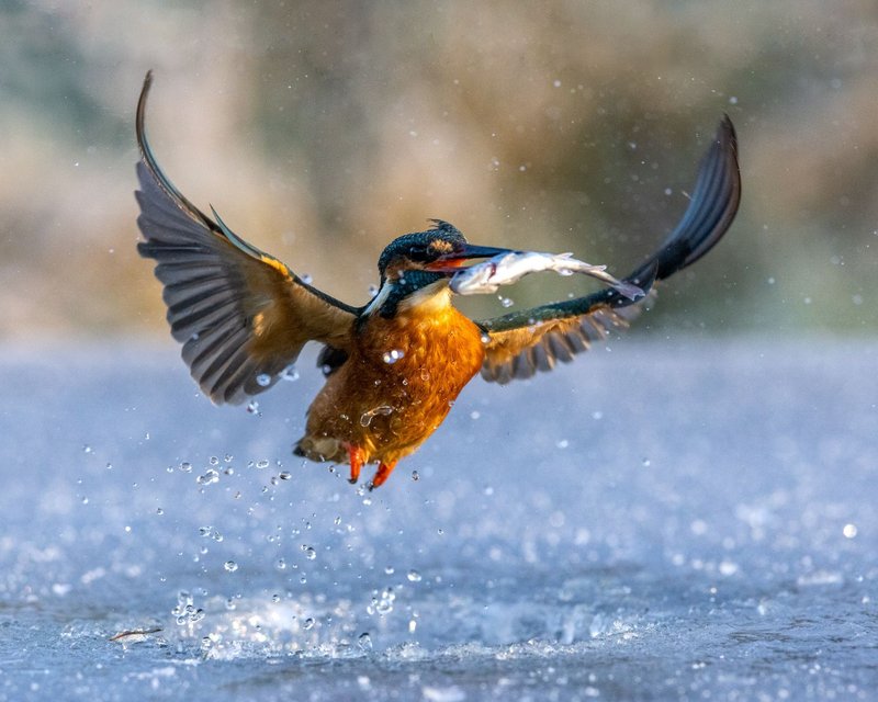 Best ice fishing game in United Kigdom